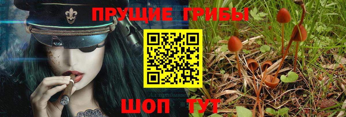 Псилоцибиновые грибы Psilocybine cubensis Ленинск-Кузнецкий
